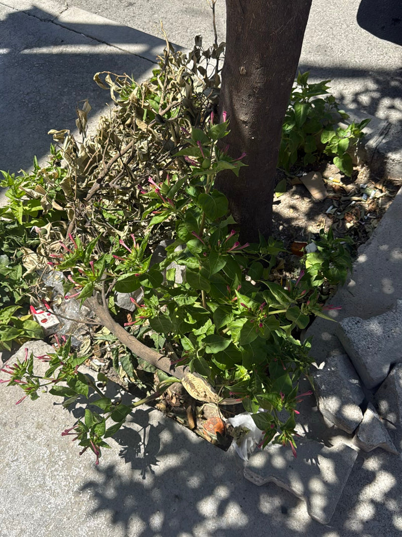 Une belle de nuit pousse au pied d'un tronc d'arbre, présentant de nombreux bourgeons et fleurs roses. La plante se trouve dans une petite fosse d'arbre près...