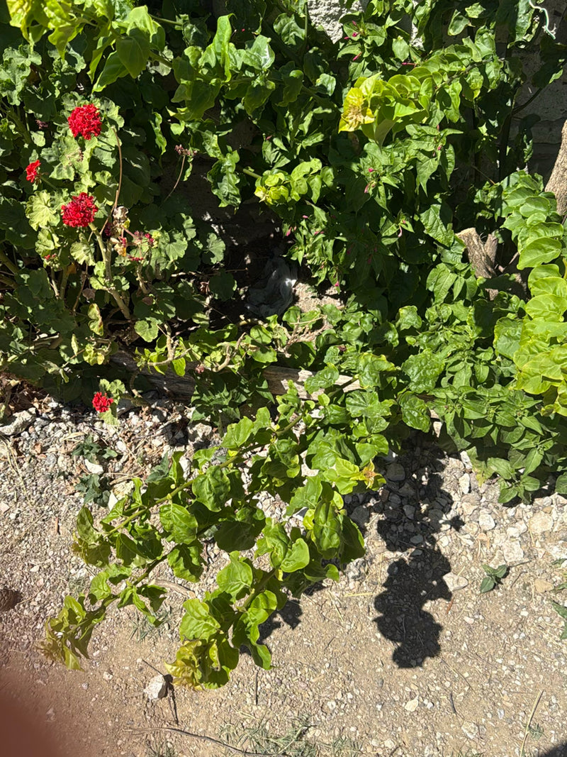 On y voit une belle de nuit verte avec de nombreuses feuilles, poussant dans un parterre sur un sol pierreux.