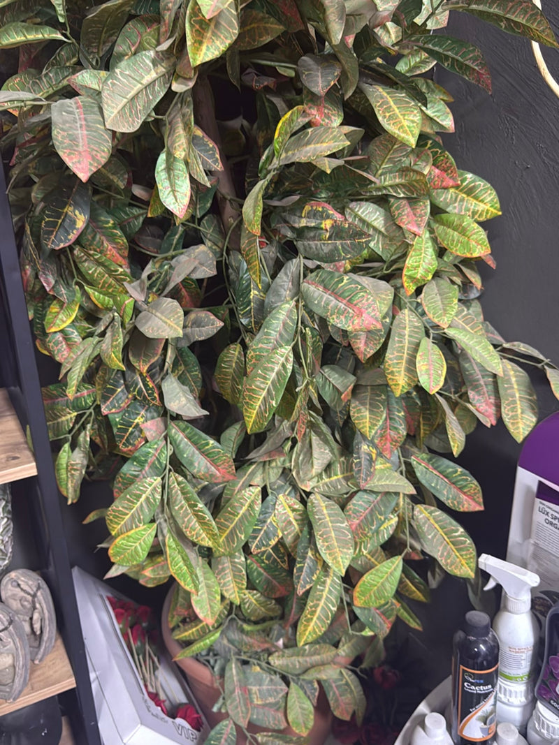 On aperçoit un croton touffu aux feuilles colorées caractéristiques dans un pot de fleurs. La plante se trouve à l'intérieur devant un mur sombre.
