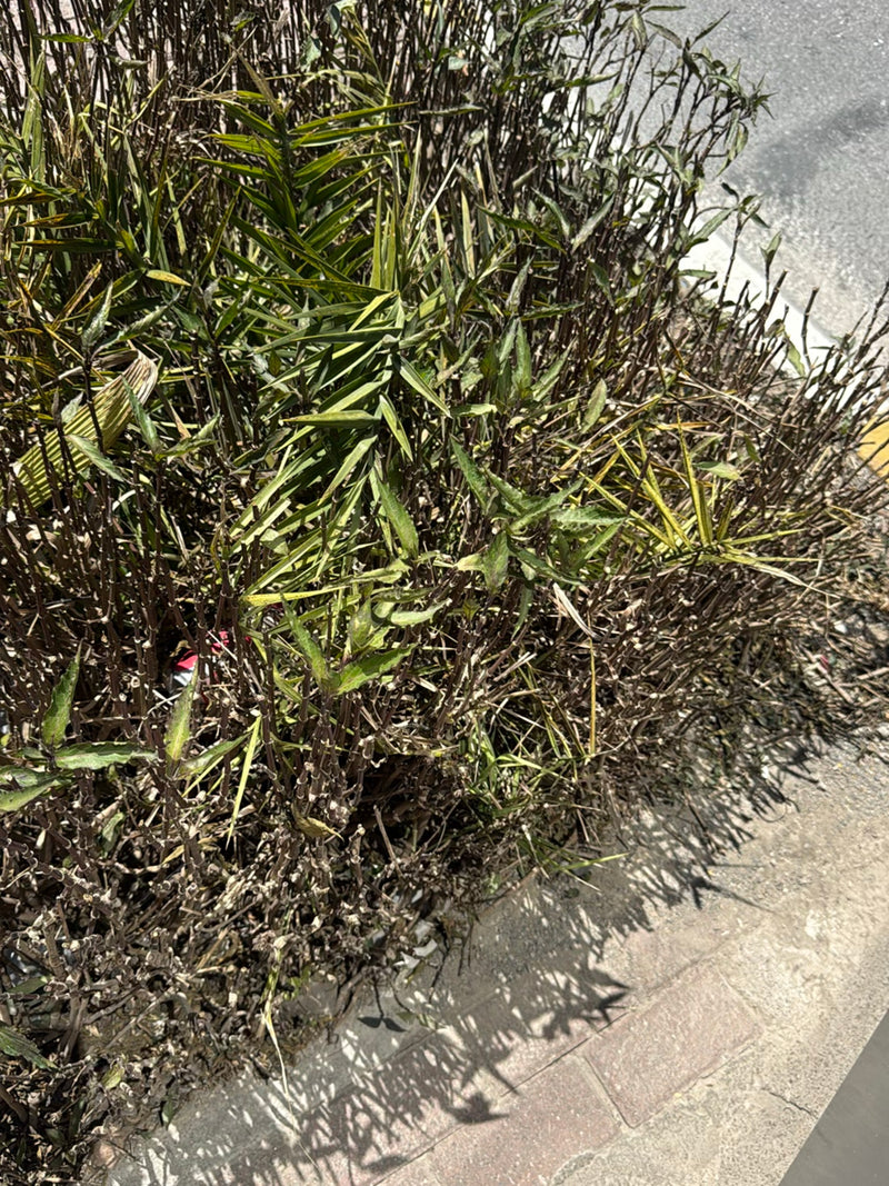 L'image montre un arbuste buissonneux aux feuilles étroites et verdoyantes baignées de soleil. La plante est située juste à côté d'un chemin pavé.