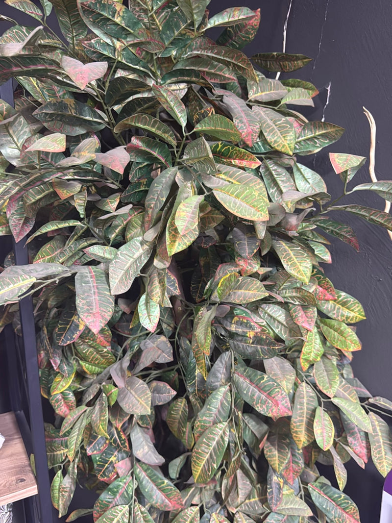 On aperçoit un arbuste de croton dense aux feuilles brillantes et aux motifs caractéristiques. La plante se trouve devant un mur sombre.