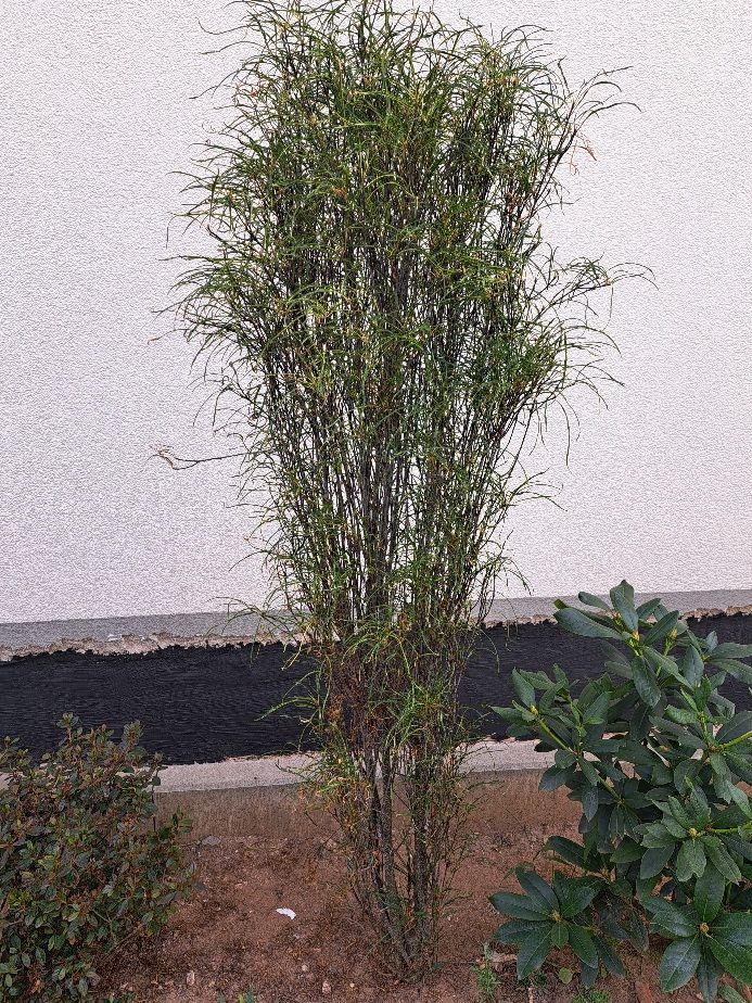 On aperçoit un arbuste de croton élancé aux feuilles fines et étroites devant un mur clair. La plante pousse dans un parterre extérieur.