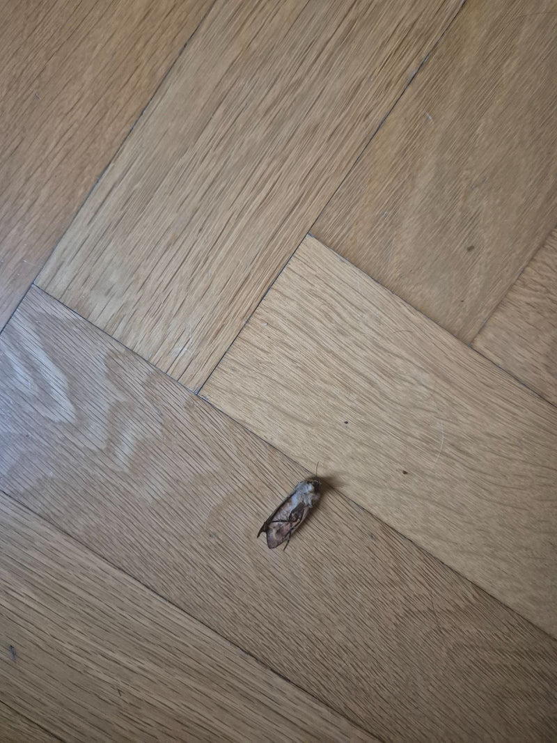 Chouette en lambeaux — Bild 1