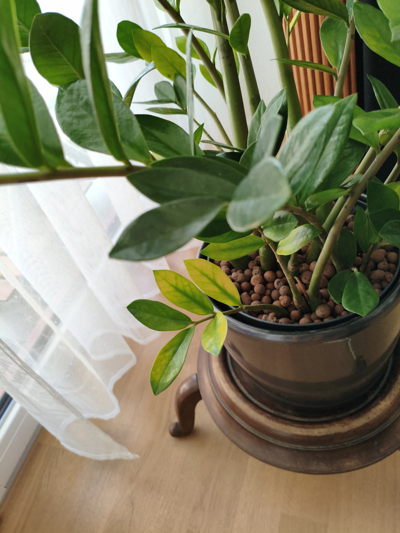 L'image montre une zamioculcas saine avec ses feuilles brillantes caractéristiques dans un pot avec des billes d'argile. La vue en plongée capture les tiges ...