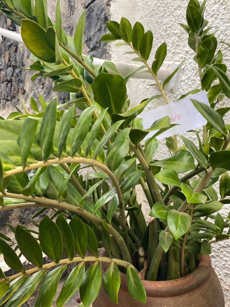 On peut voir une zamioculcas saine avec ses feuilles vertes typiquement brillantes dans un pot de fleurs. La plante se trouve devant un mur clair.