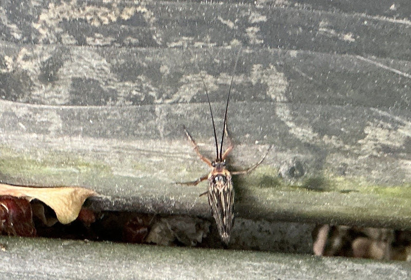 Pince à chevalet — Bild 1