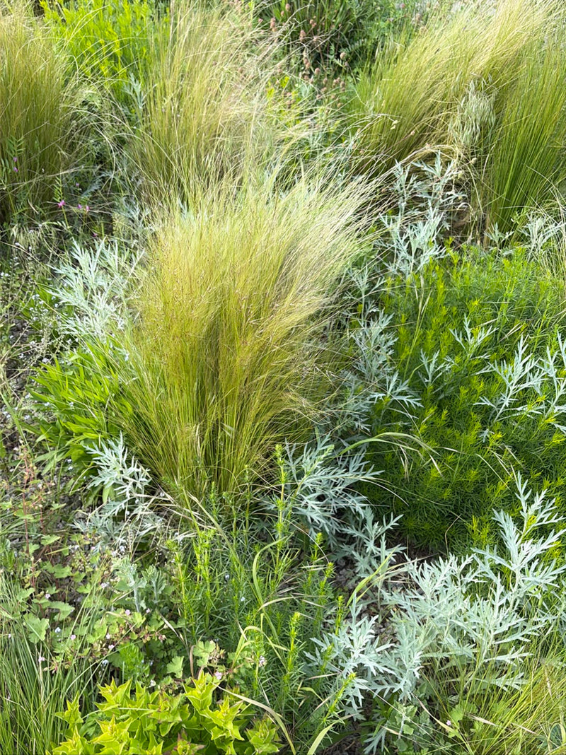 Herbe à plumes délicate — Bild 1