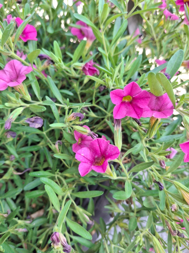L'image montre une dense concentration de fleurs roses de calibrachoa avec un feuillage vert. Les fleurs en forme de trompette sont en pleine floraison.