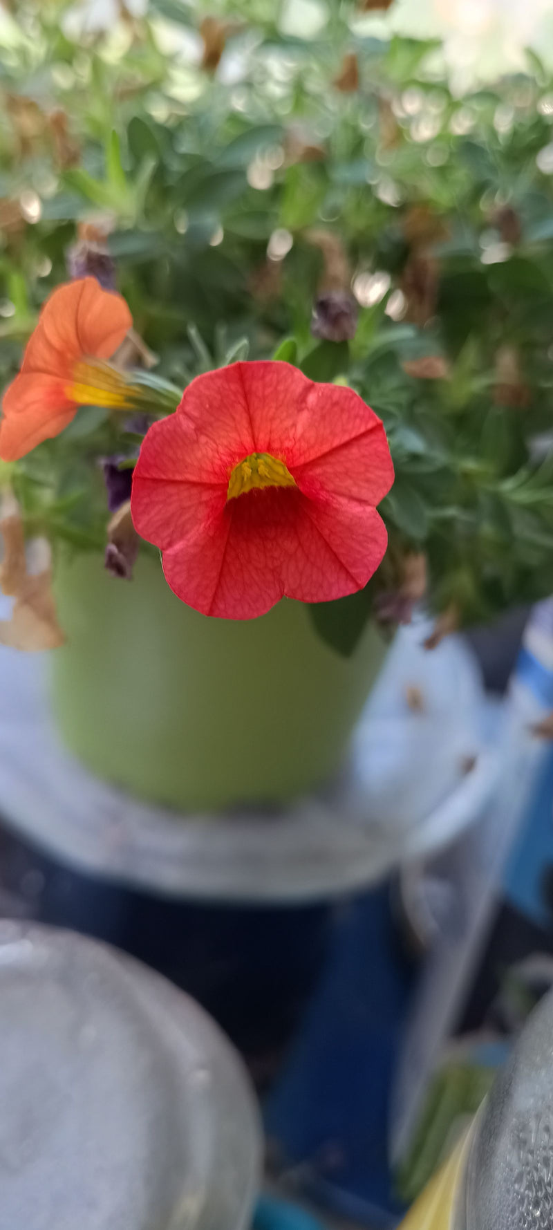 On peut voir une fleur rouge vif de calibrachoa au premier plan, tandis que des feuilles vertes et un pot vert sont reconnaissables à l'arrière-plan.