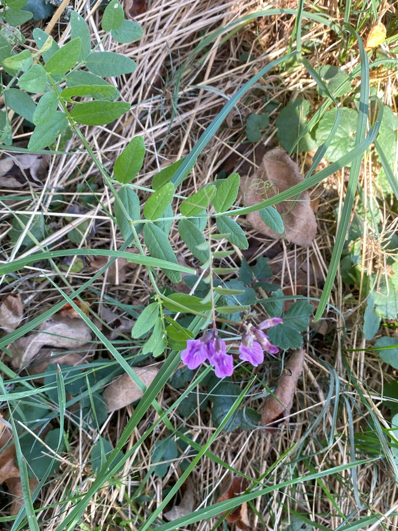 Une vesce des haies en fleurs aux pétales violets pousse au milieu de graminées et de feuilles mortes.