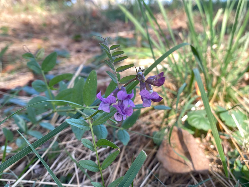Une vesce des haies en fleurs avec des pétales violets pousse parmi les herbes et les débris végétaux secs.
