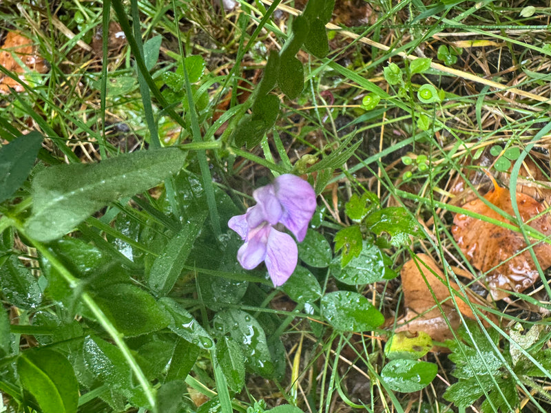 Une vesce des haies en fleur avec des pétales violets pousse au milieu d'herbes humides et de feuilles mortes.