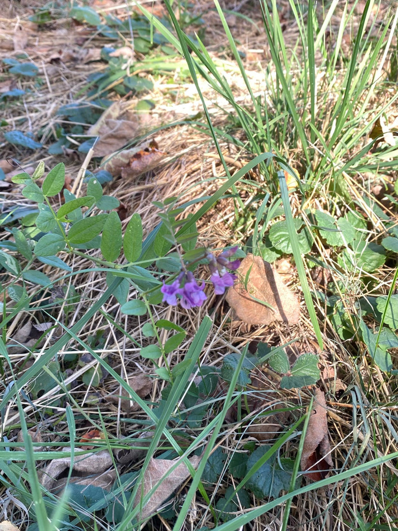 Une vesce des haies en fleurs pousse parmi les herbes et les feuilles mortes au sol.