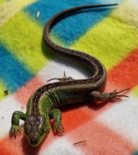 lézard des sables — Bild 1
