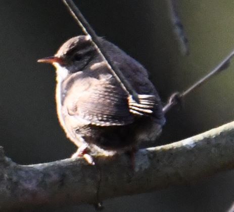 Un troglodyte mignon est posé sur une branche, regardant vers la gauche. On remarque son petit plumage arrondi et sa queue redressée.