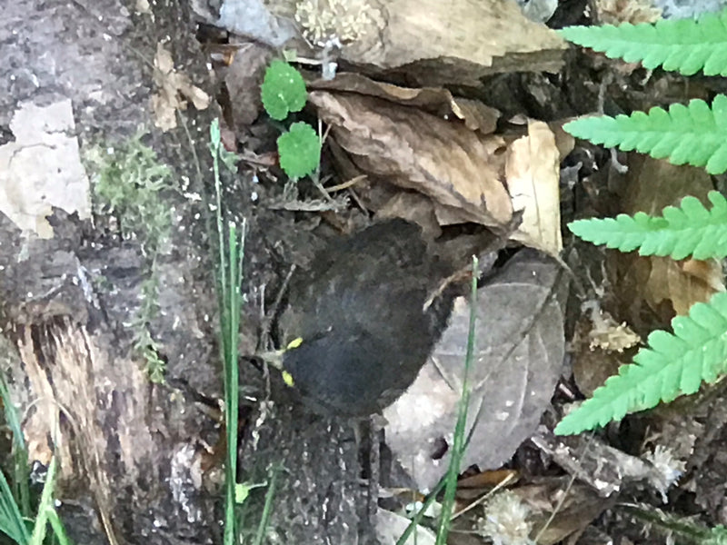 Un jeune troglodyte mignon est assis immobile sur le sol forestier moussu, parmi des feuilles mortes et des frondes de fougère. Son plumage brun offre un exc...