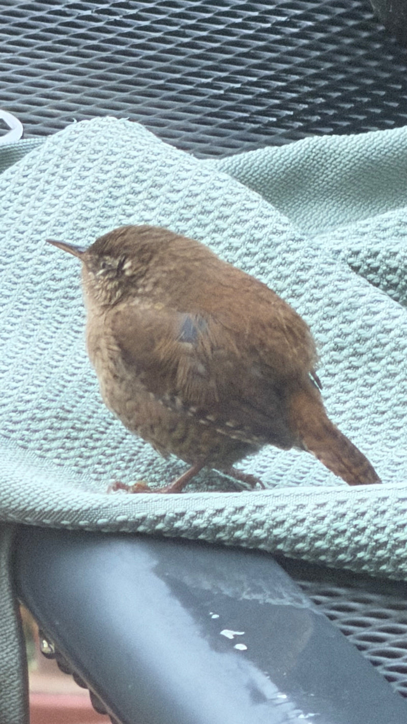 Un troglodyte mignon est perché en gros plan sur un tissu vert clair sur une chaise de jardin.
