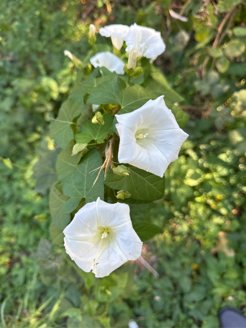 Un liseron des haies en fleurs avec de grandes fleurs blanches en entonnoir et des feuilles vertes grimpant dans la végétation.