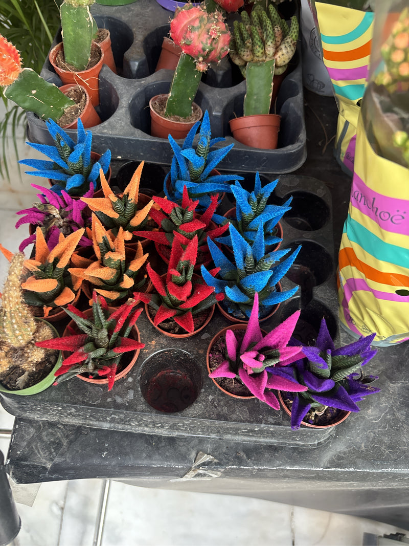 Plusieurs plantes de Haworthiopsis attenuata sont dans de petits pots sur une surface. Les pointes des feuilles succulentes sont partiellement colorées.