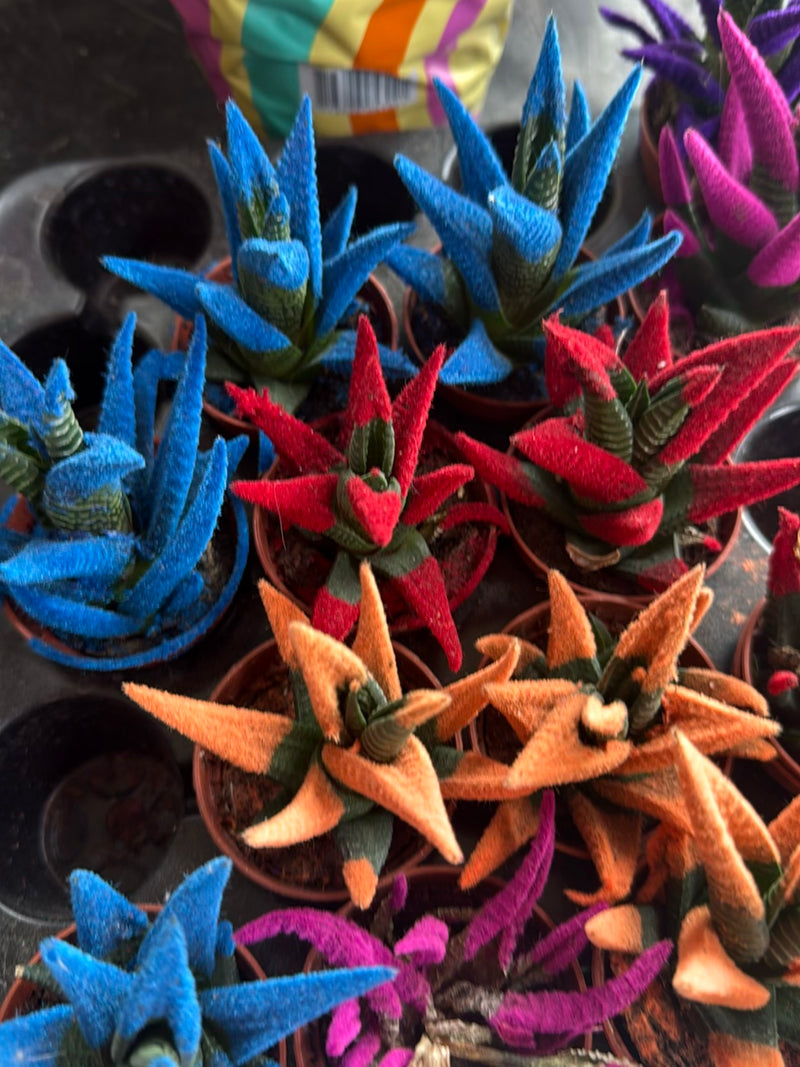 Plusieurs spécimens de Haworthiopsis attenuata dans de petits pots, aux feuilles colorées artificiellement de teintes vives. Les plantes sont rapprochées sur...