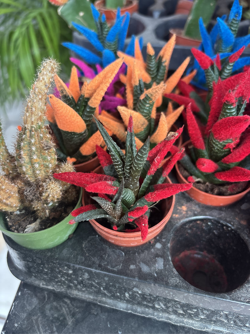Plusieurs spécimens de Haworthiopsis attenuata se trouvent dans de petits pots en plastique sur un plateau. Certaines succulentes ont des pointes de feuilles...