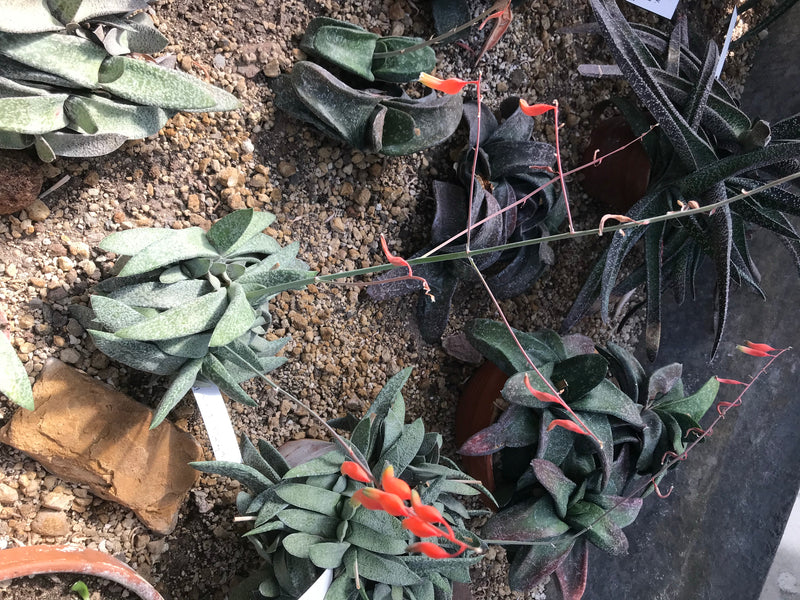 Plusieurs plantes succulentes du genre Gasteria aux feuilles charnues et aux inflorescences portant des fleurs orange rougeâtre.