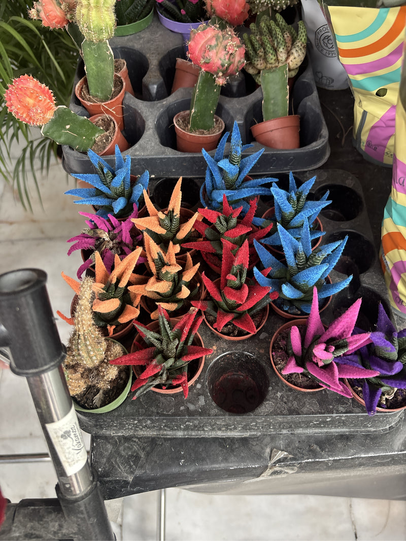 Plusieurs spécimens de Haworthiopsis attenuata sont disposés dans de petits pots sur une étagère de présentation. Leurs feuilles charnues sont partiellement ...