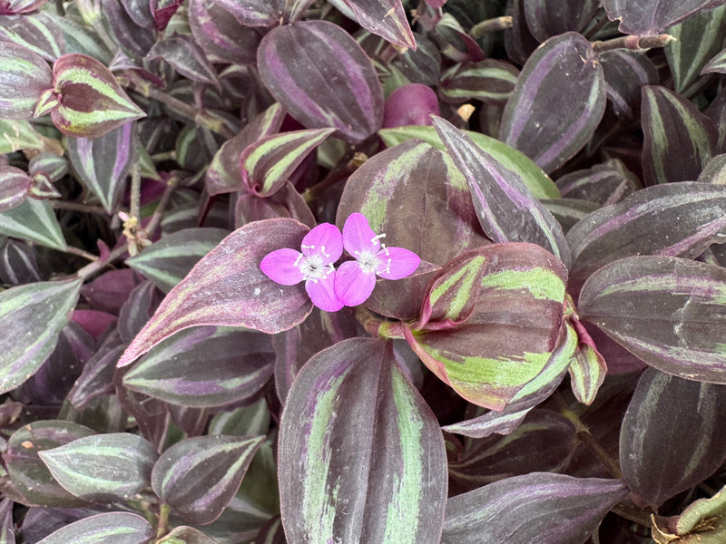 Un gros plan d'une misère zébrée (Tradescantia zebrina) montrant des feuilles caractéristiques rayées de vert et d'argent ainsi que deux petites fleurs roses.