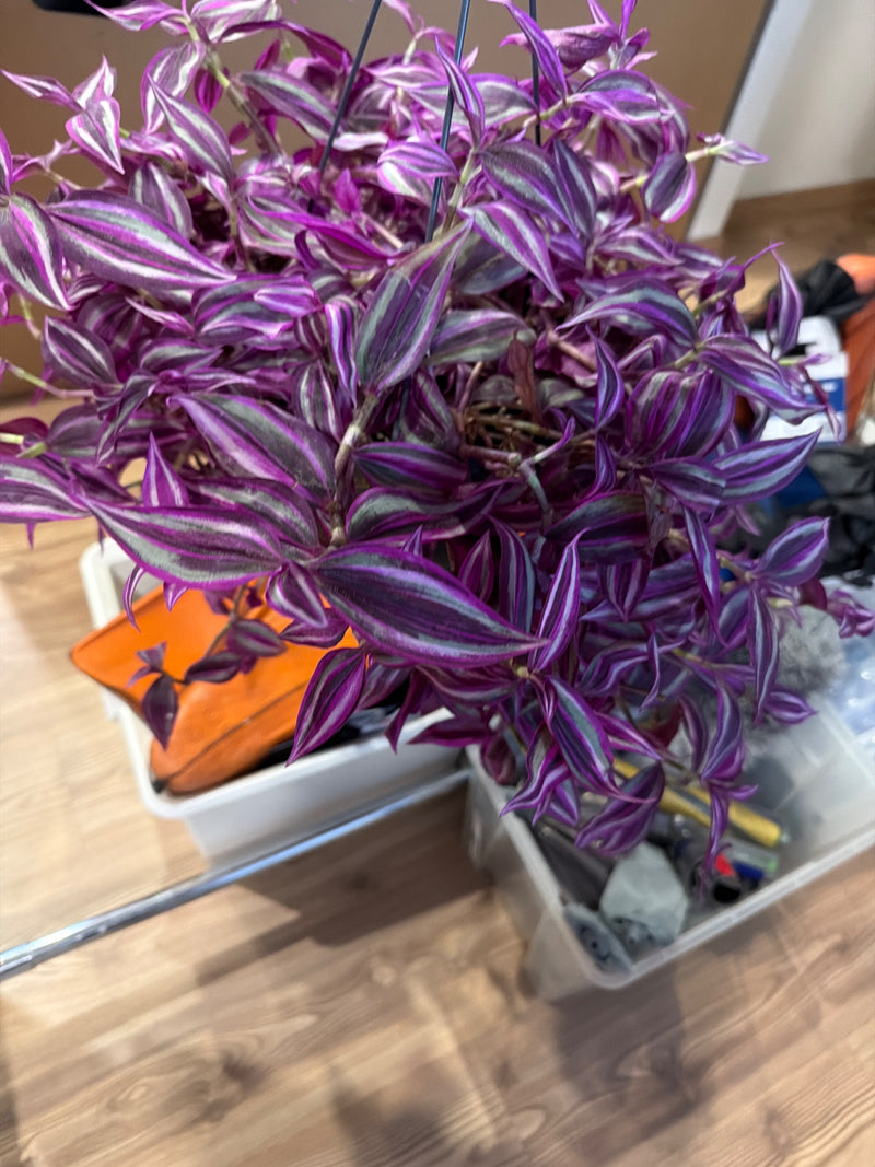 L'image montre une misère saine avec des feuilles caractéristiques rayées de violet et d'argent dans un panier suspendu. Les pousses pendent vers le bas.