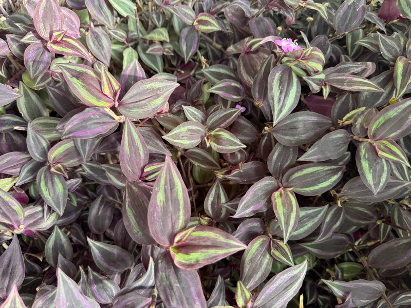 Feuillage dense d'une misère zébrée montrant ses feuilles caractéristiques rayées d'argenté, de vert et de pourpre, avec une petite fleur violette.