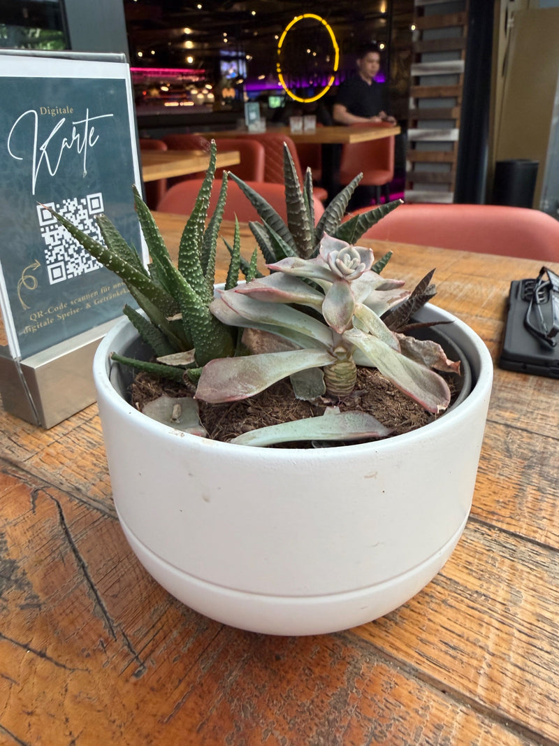 L'image montre une haworthia zébrée dans un pot de fleurs blanc sur une table en bois. La plante succulente présente ses feuilles aux motifs caractéristiques.