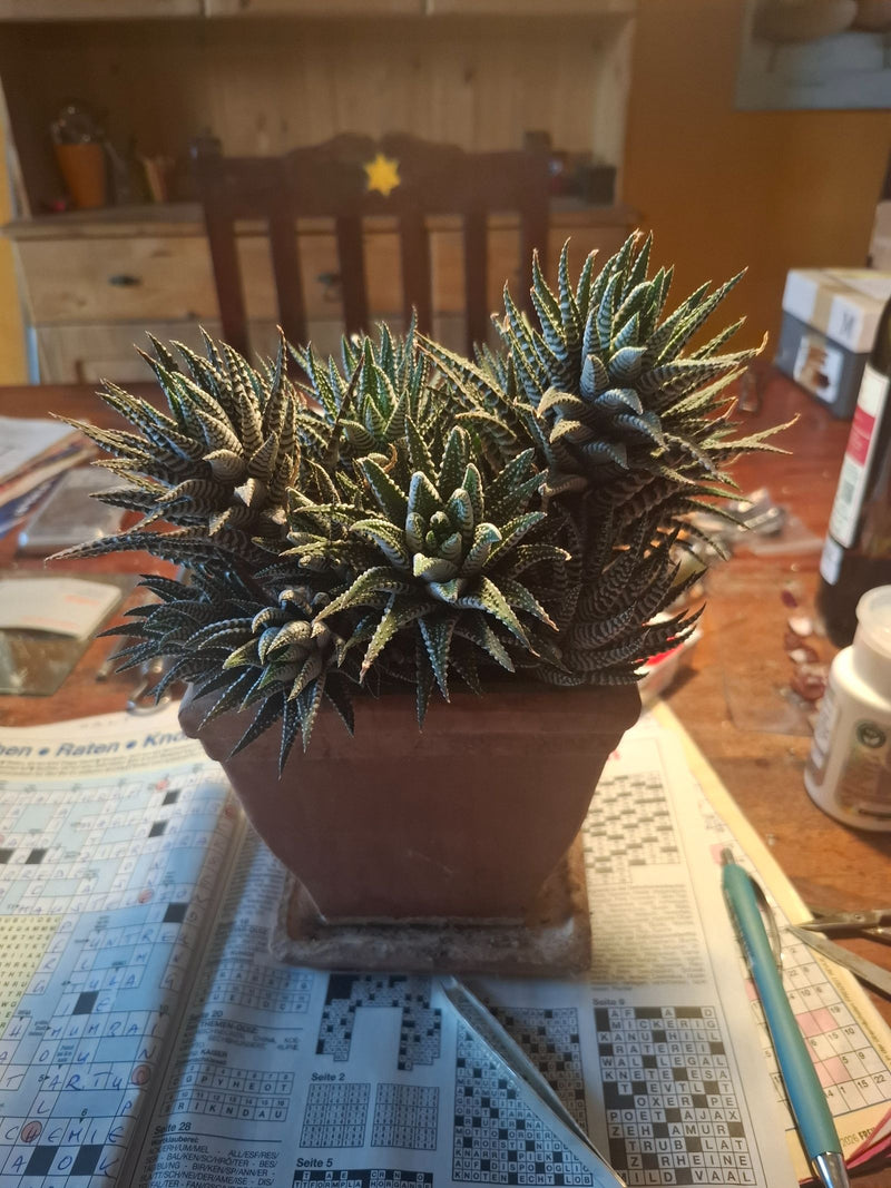 On peut voir une haworthia zébrée en bonne santé dans un petit pot de fleurs. La succulente est posée sur une table avec du papier journal.