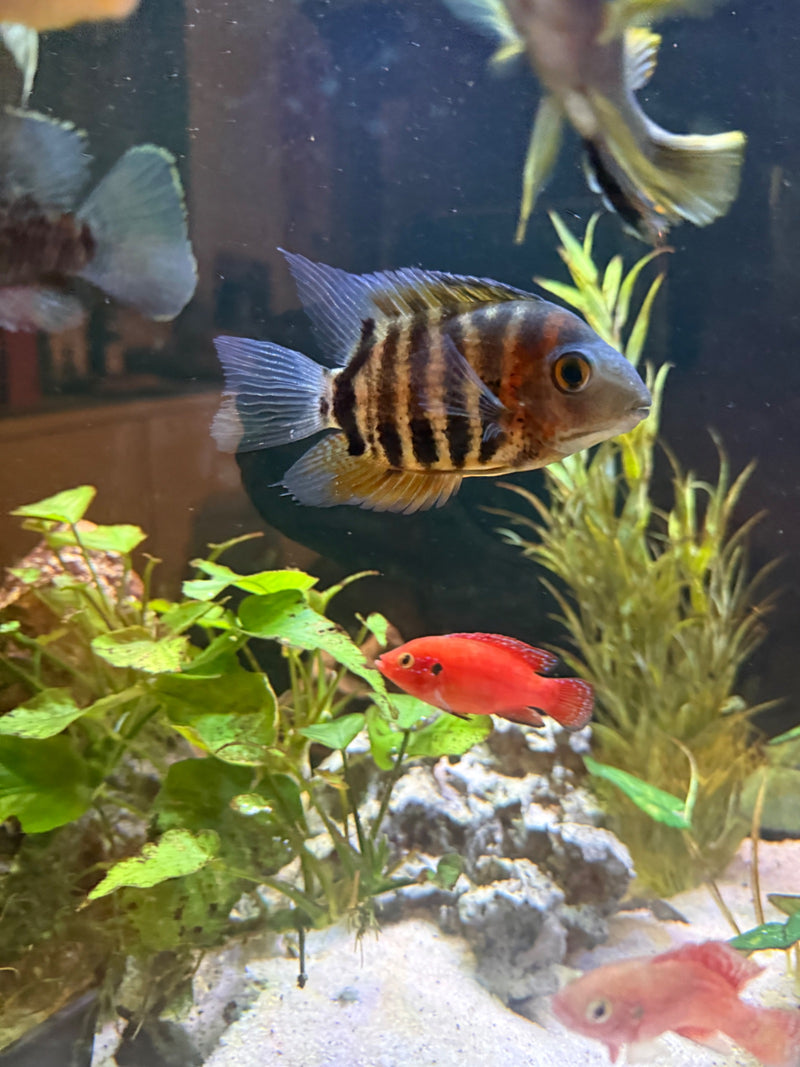 Zebrabuntbarsch — photo 1 sur 1