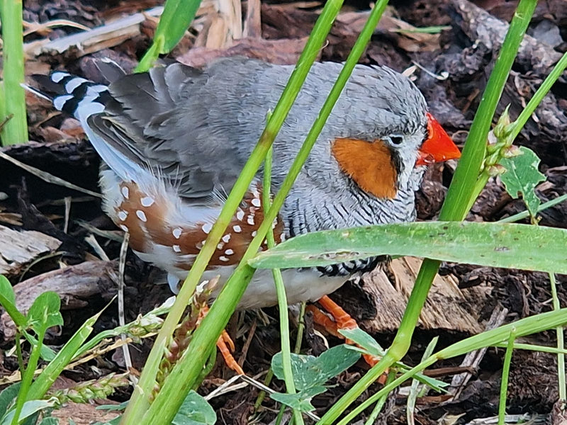 Diamant mandarin — photo 2 sur 5