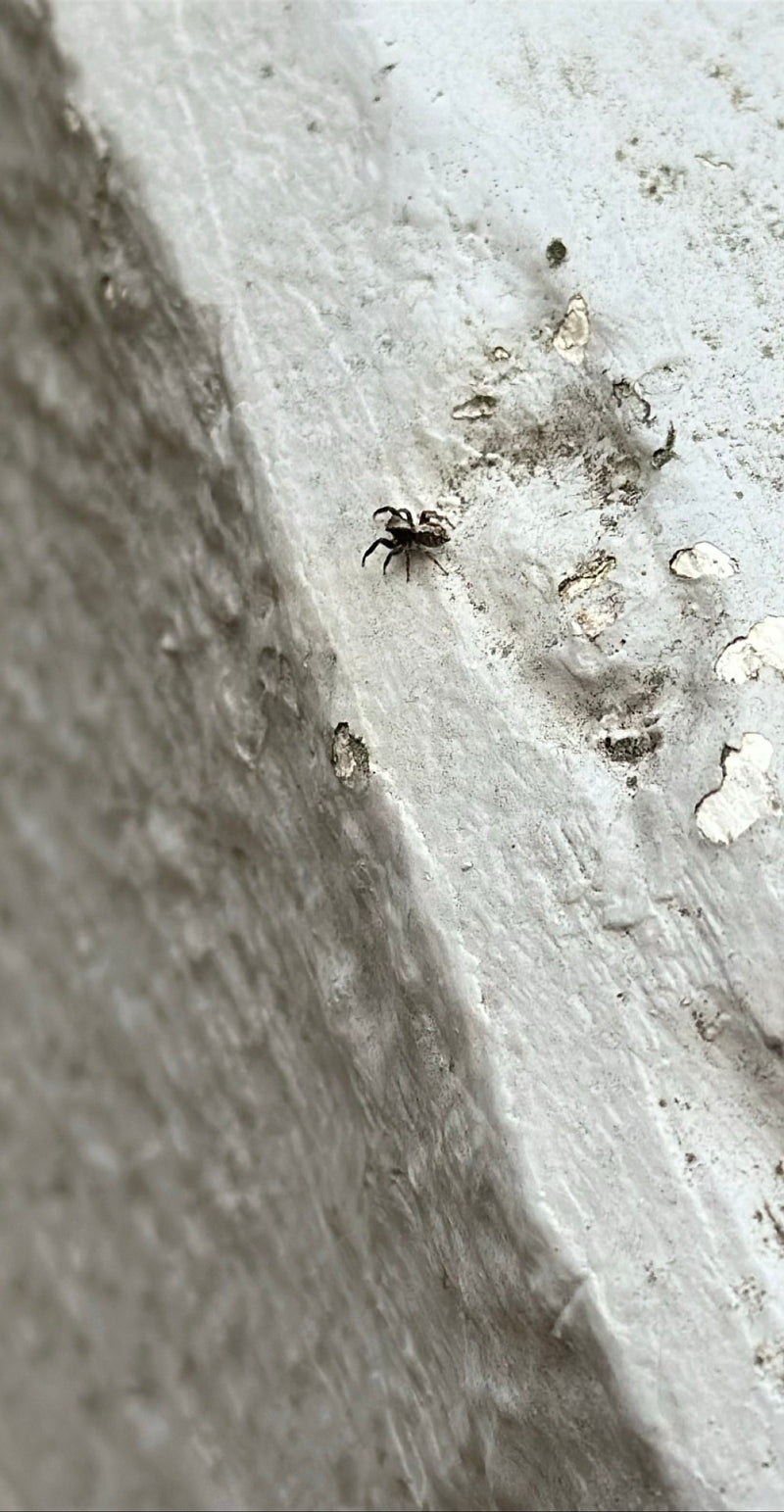 Araignée sauteuse zèbre — Bild 2