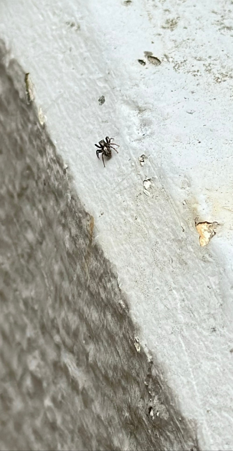 Araignée sauteuse zèbre — Bild 1