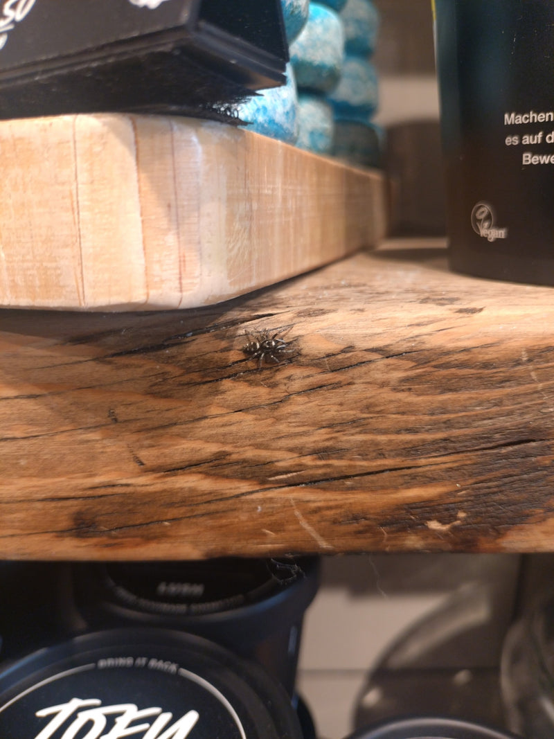 Une araignée zébrée au motif caractéristique noir et blanc est assise sur une surface en bois. Elle reste immobile sur le substrat.