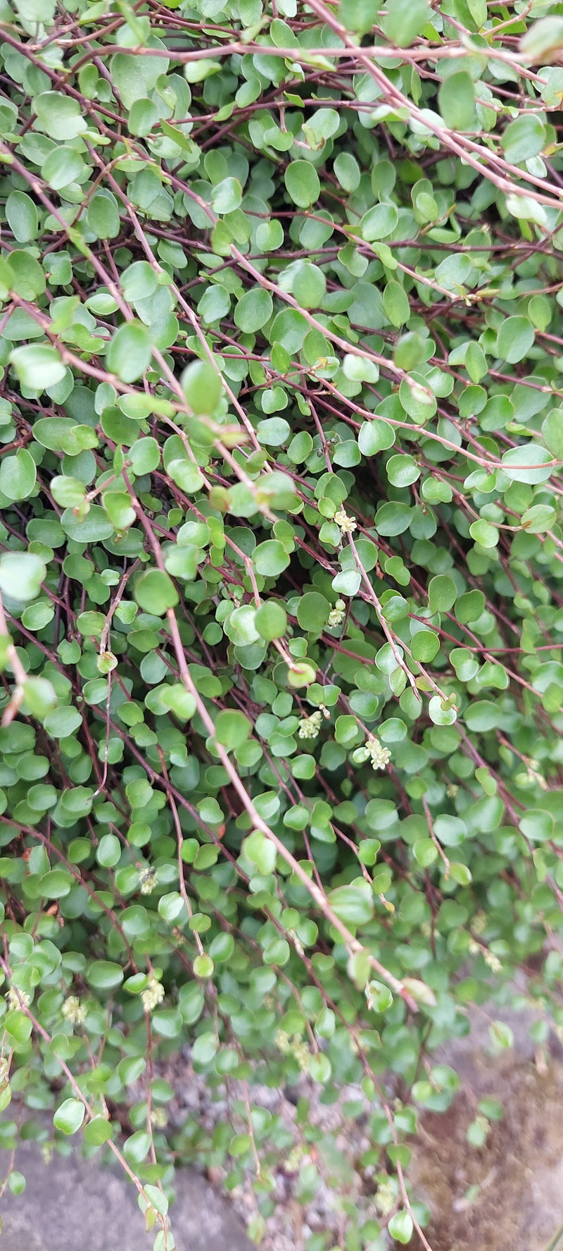 Buisson en zigzag — Bild 1