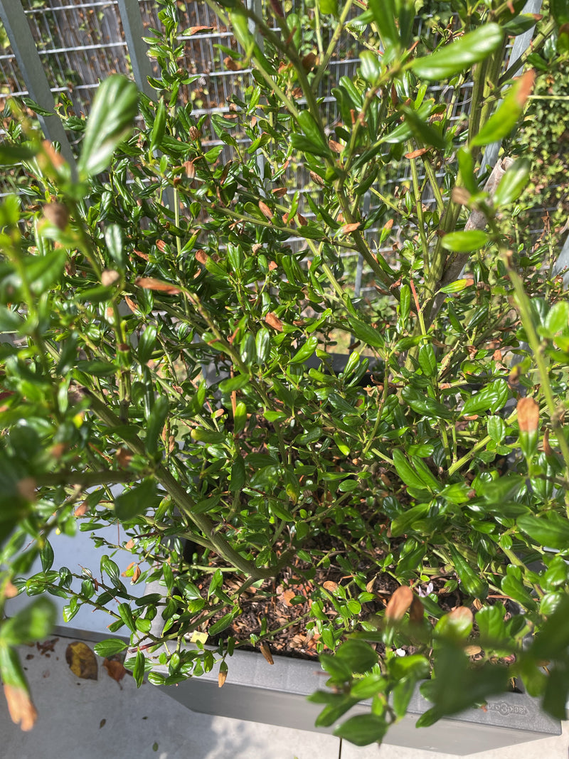 On aperçoit un arroche en zigzag dense dans un bac à plantes. Les branches emmêlées en zigzag et les petites feuilles vertes brillantes sont caractéristiques.
