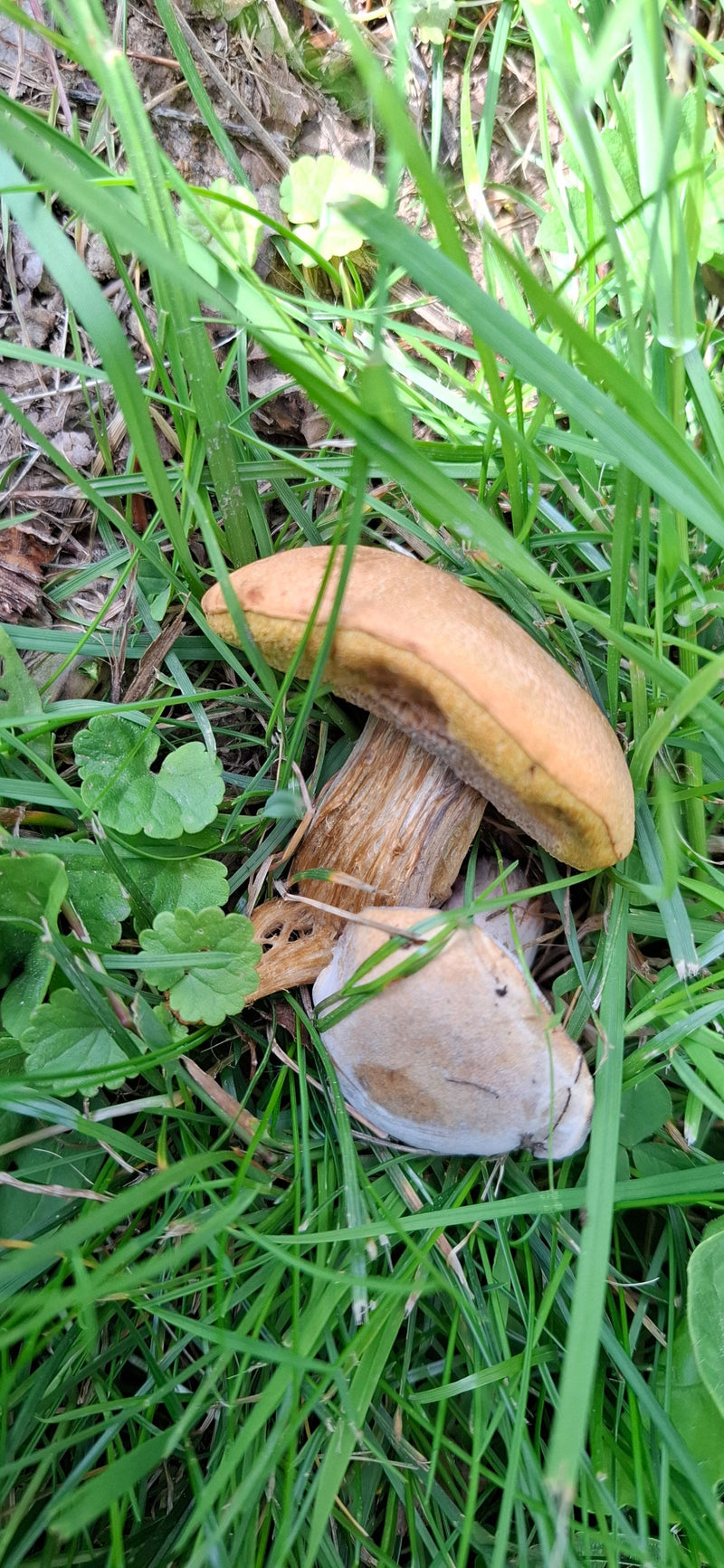 Lèvre de chèvre — Bild 1