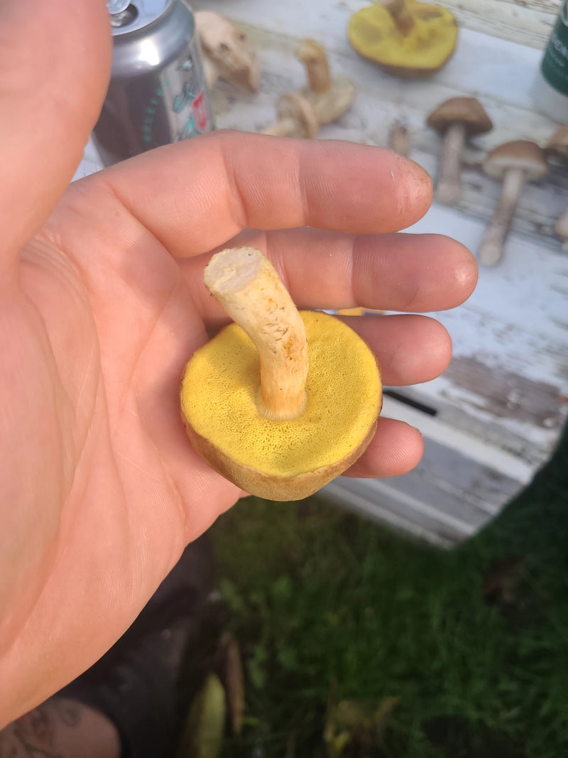 Un sporophore récolté de bolet subtomenteux repose dans une main humaine, montrant sa face inférieure jaune à pores.