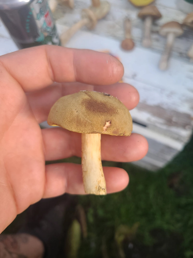 Une personne tient dans sa main un petit sporophore de bolet tomenteux avec un chapeau velouté jaune-brun et un pied pâle.