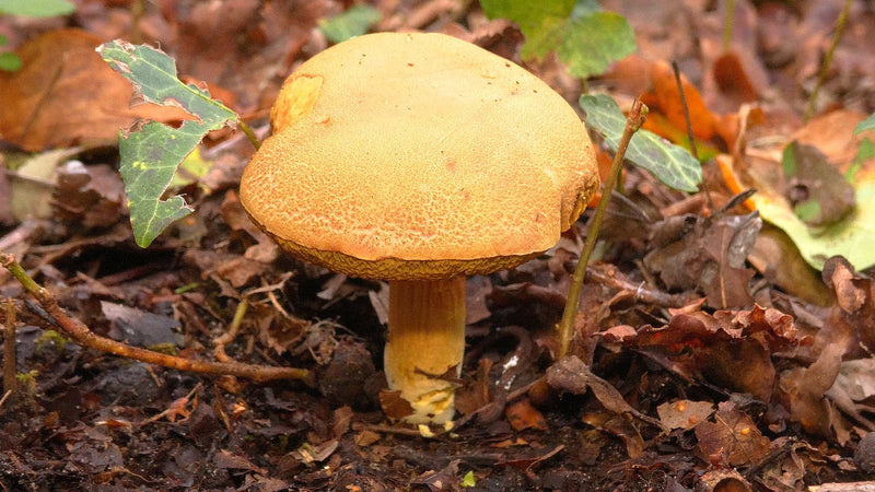 Lèvre de chèvre — photo 3 sur 5