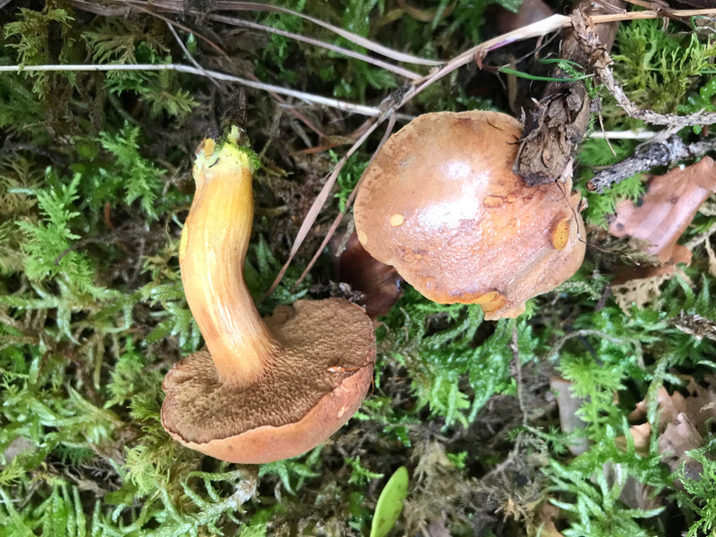 Lèvre de chèvre — photo 2 sur 5
