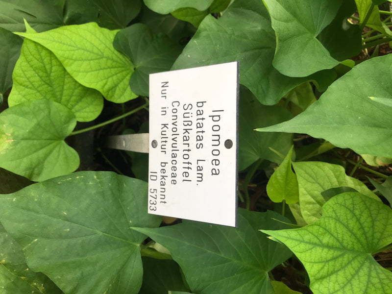 L'image montre les feuilles vertes d'une patate douce ainsi qu'une étiquette de plante associée avec du texte.