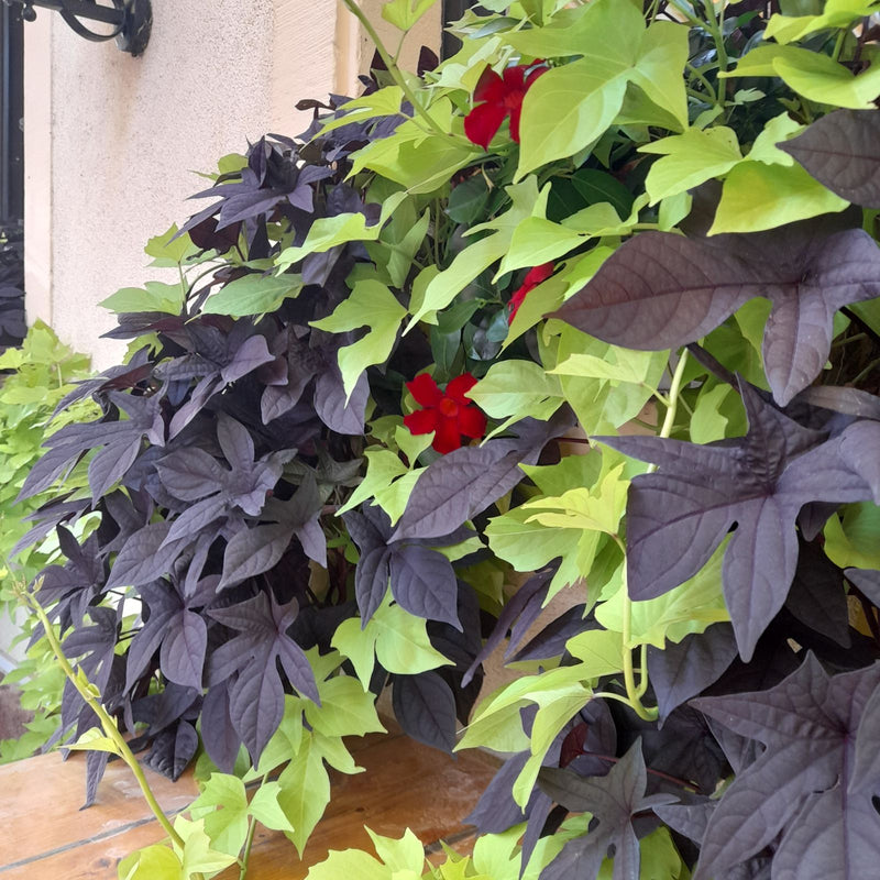 On aperçoit une patate douce aux feuilles caractéristiques vert clair et violet foncé. La plante pousse densément devant un mur.