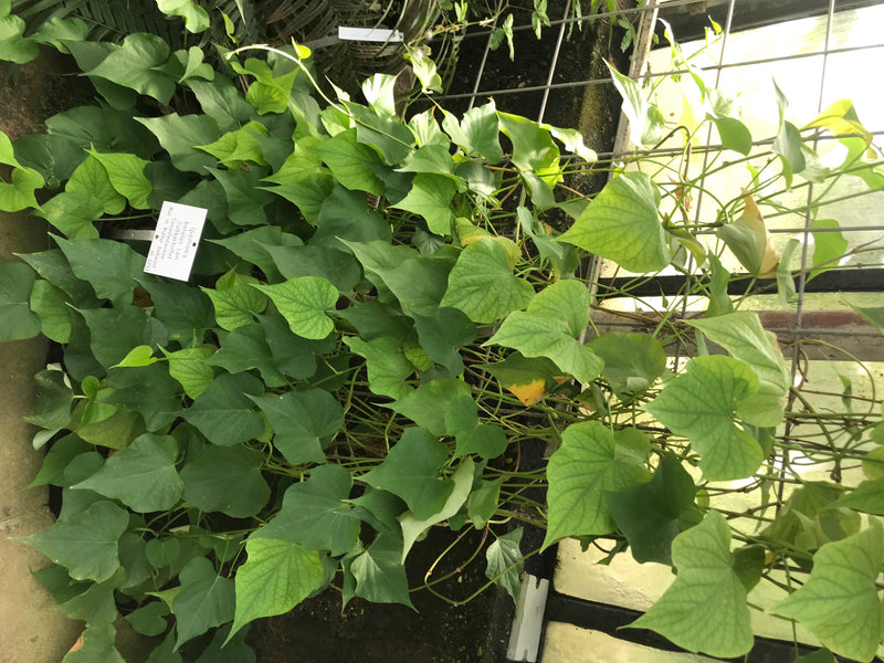L'image montre une patate douce 'Marguerite' bien développée qui pousse sur un treillis métallique. Les feuilles caractéristiques vert clair à vert foncé son...