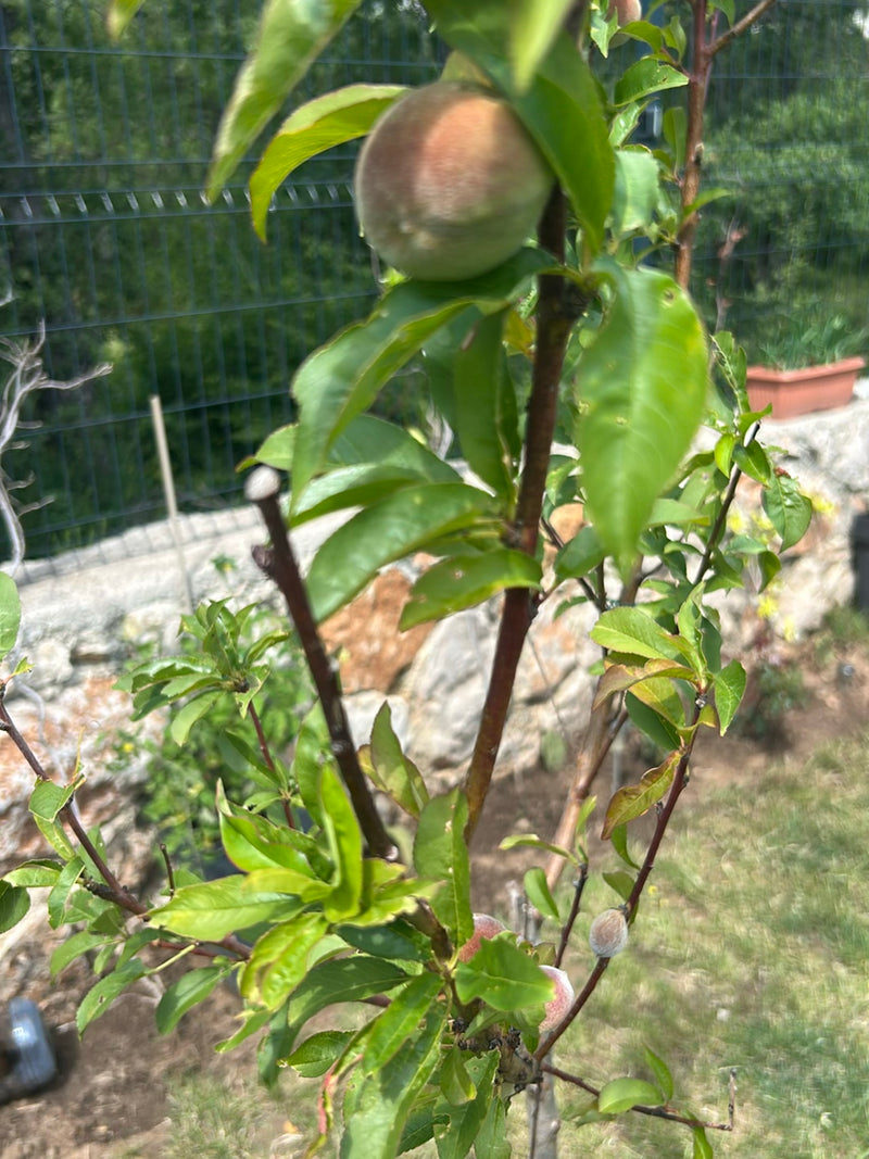 Pêche naine — Bild 2