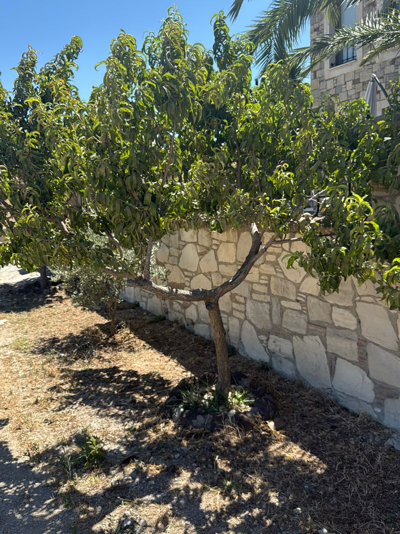 On aperçoit un petit pêcher nain au feuillage vert, qui pousse devant un mur de pierre clair. L'arbre se trouve dans un jardin sur un sol sec.