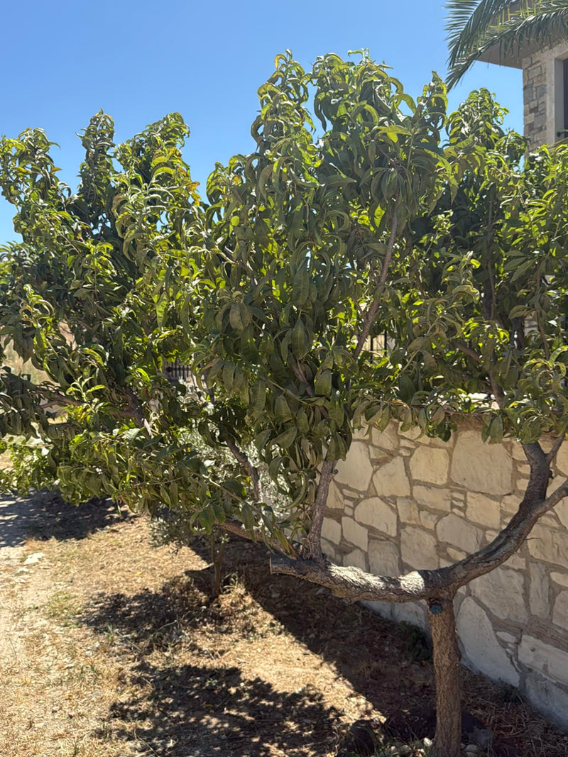 On aperçoit un pêcher nain compact au feuillage vert dense devant un mur en pierre rustique. Le petit arbre se trouve à l'extérieur sous le soleil.
